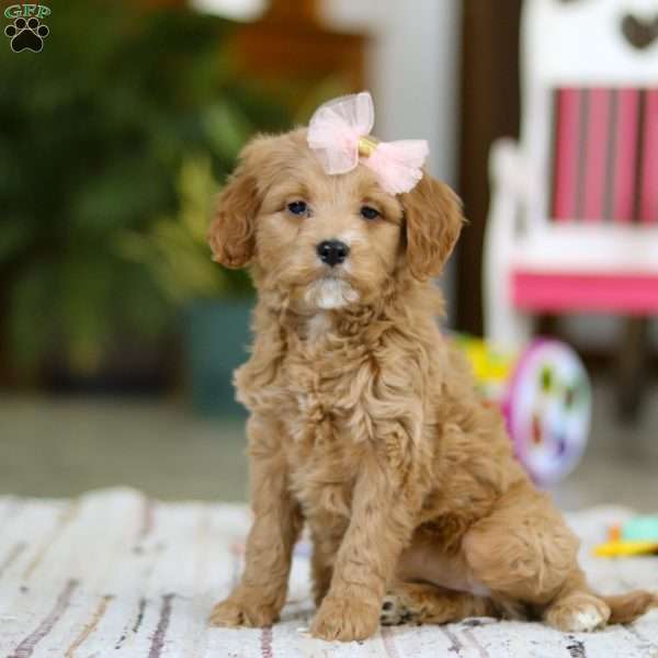 Phoebe, Mini Goldendoodle Puppy